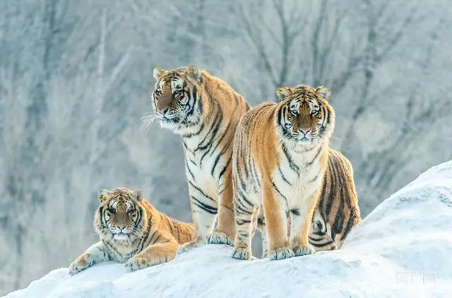 吉林省首部陆生野生动物保护条例实施
